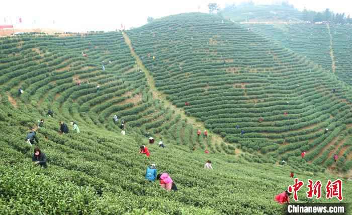 采茶工穿梭在茶林间采摘春茶 盛鹏 摄