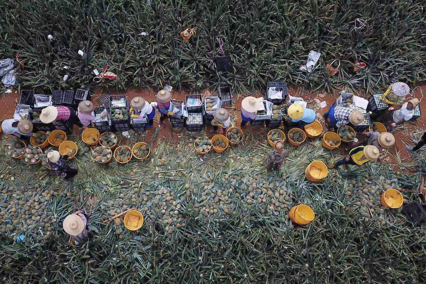 广东喊全国人民吃菠萝!热搜背后,徐闻种植户立下“军令状”