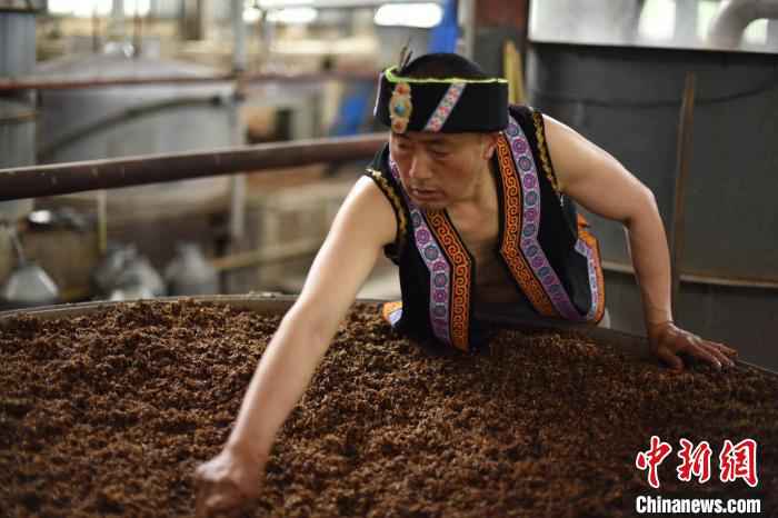 羌族大叔酿酒。受访者供图